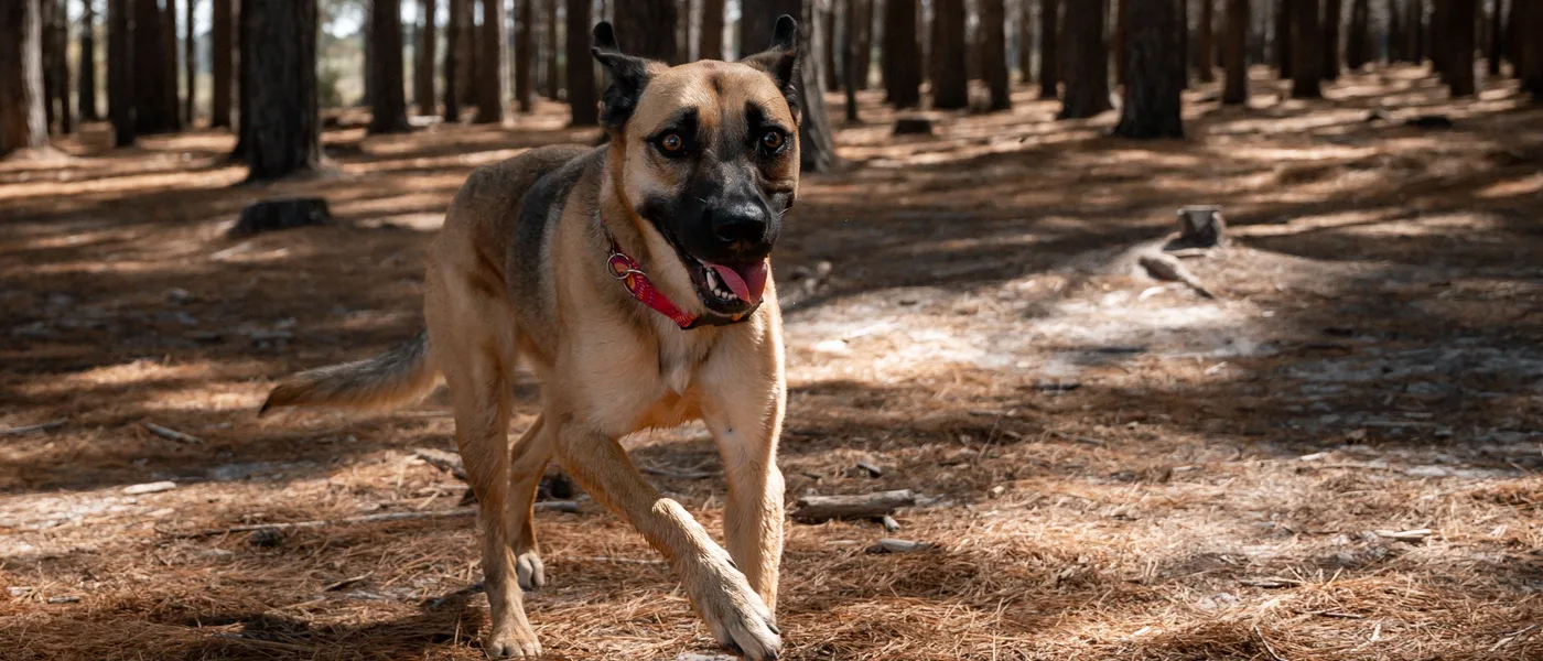 Best GPS Dog Collars & Trackers 2025: Top-Rated Picks for Hiking, Hunting & Adventure Dogs